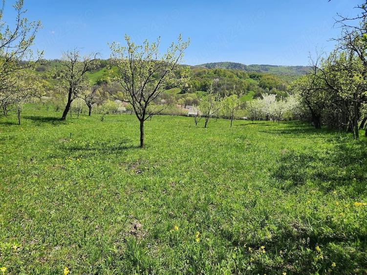 Teren de 16000 mp, în Nucșoara de Jos