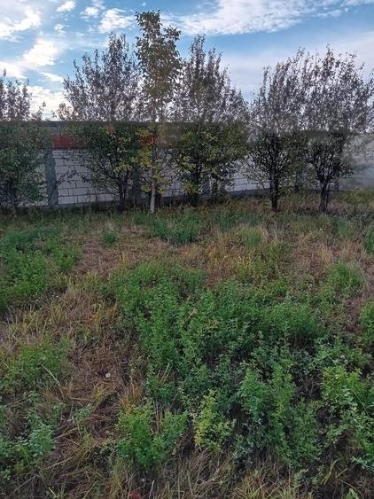 Teren Construcții intravilan de 490 mp, în Cornetu