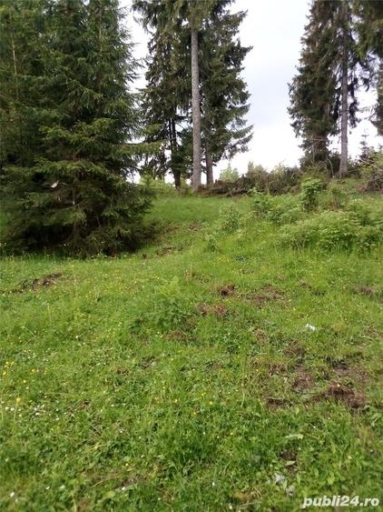 Teren de 17000 mp, în Muntele Băișorii