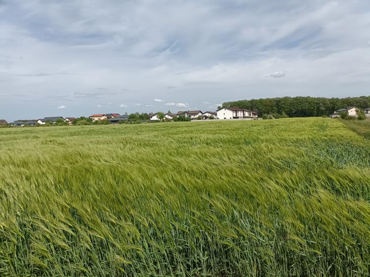 Teren Construcții intravilan de 8236 mp, în Corbeanca