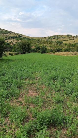 Vand teren intravilan zona de munte Chiojdu buzau - 2