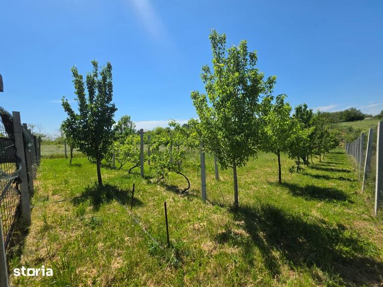 Teren de 1200 mp, în Adunații-Copăceni