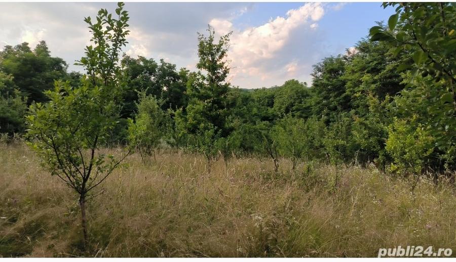 Teren de 1290 mp, în Scorțeni