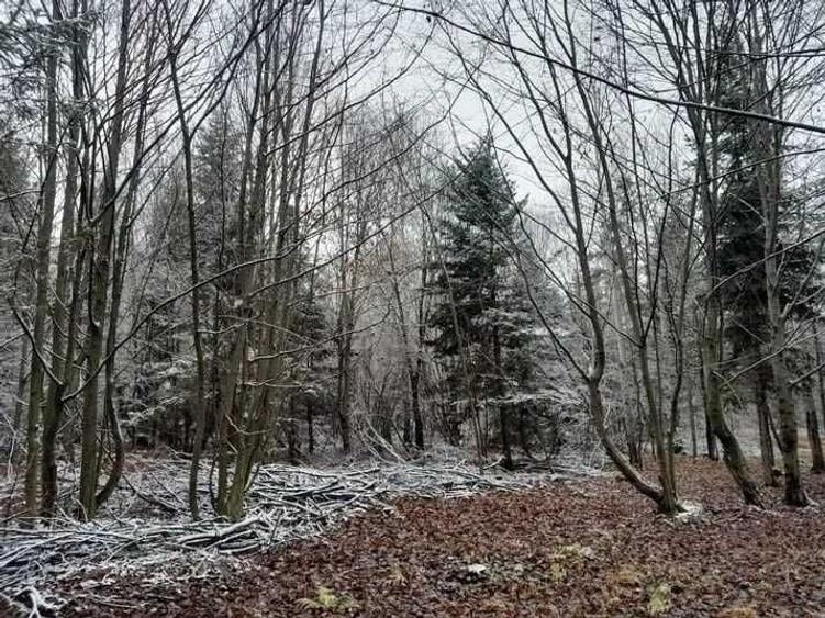 Teren de 6100 mp, în Paltin