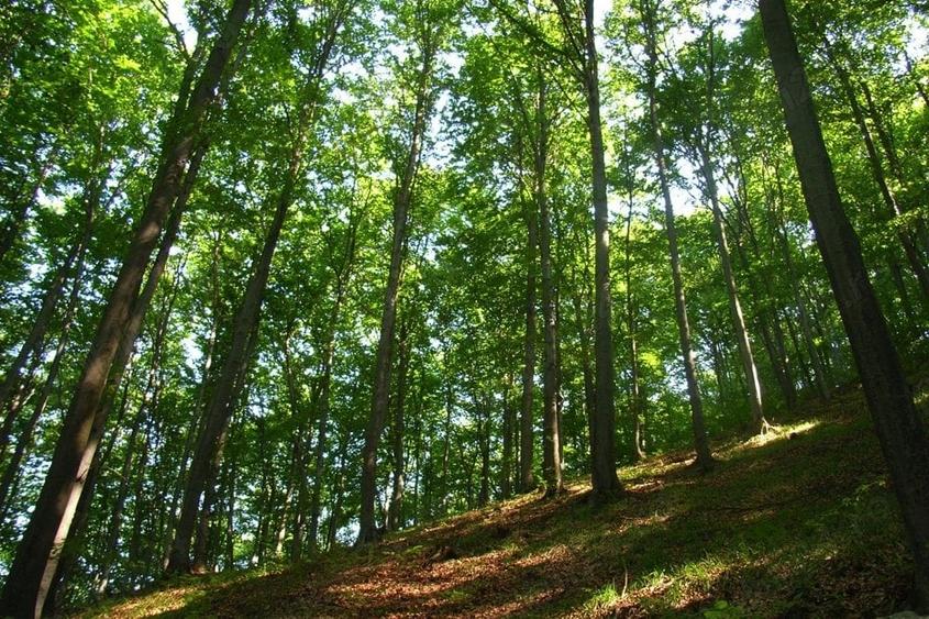 Teren de 56500 mp, în Criș