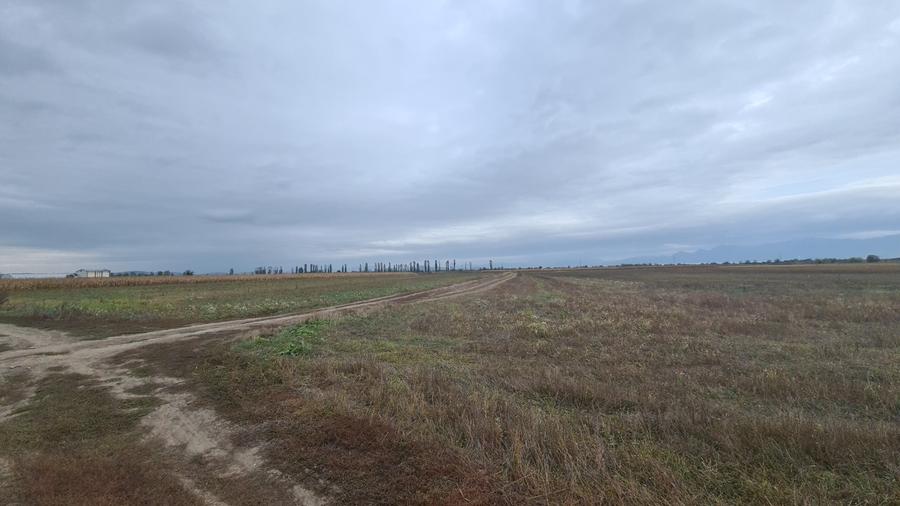 Teren agricol extravilan de 48100 mp, în Hălchiu