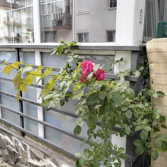 Apartament cu 2 camere semidecomandat în Vârteju