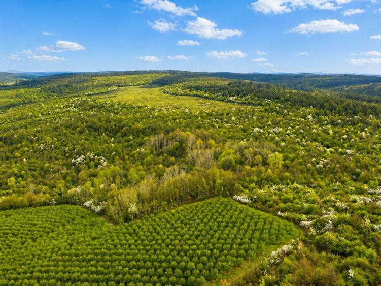 Teren agricol extravilan de 196000 mp, în Brestovăț