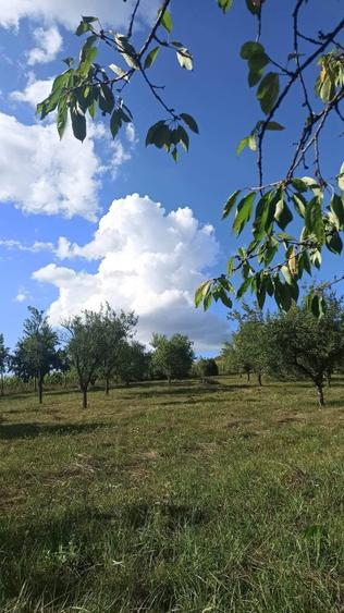 Casă individuală cu 4 camere cu Teren 12530 Mp în Panticeu