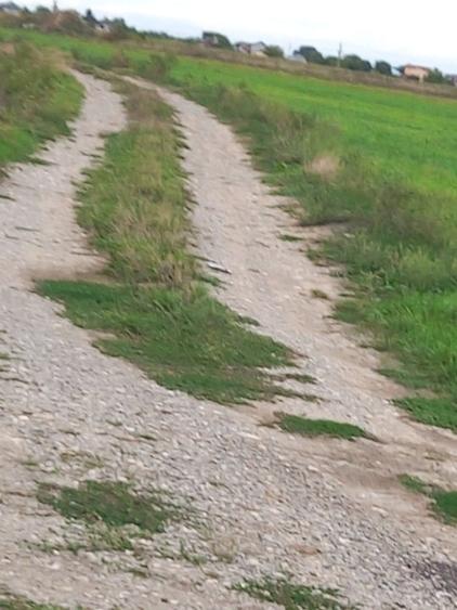Teren agricol intravilan de 10000 mp, în Bolintin-Deal