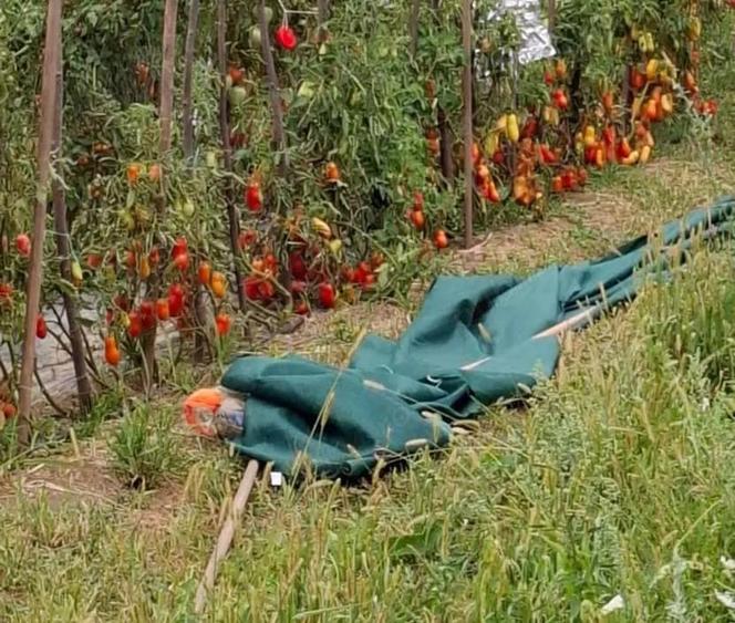Casă cu Teren 5200 Mp în Băiculești