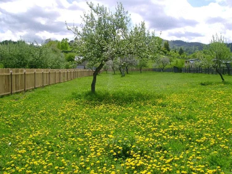 Teren intravilan la munte, in Nereju, Vrancea - 7