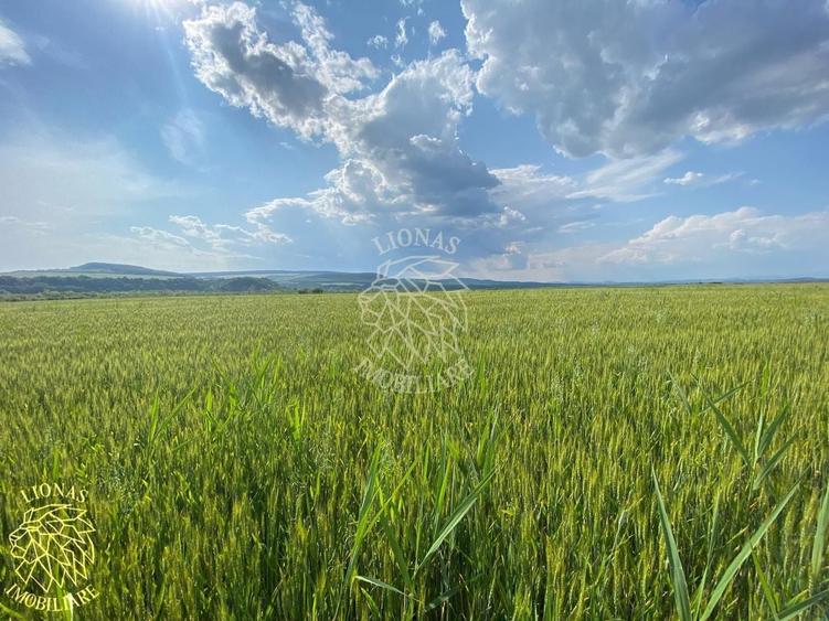 Teren agricol extravilan de 4300 mp, în Chintelnic