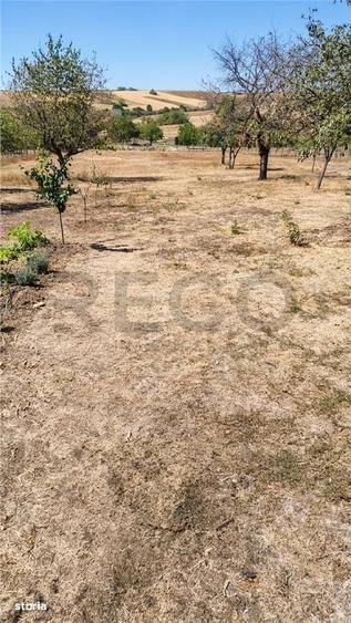 RECO Teren generos in Cetariu - 7