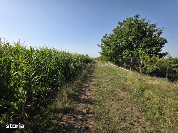 Teren in Sancraiul de Mures, 5800 mp, utilitati la 50 m, padure