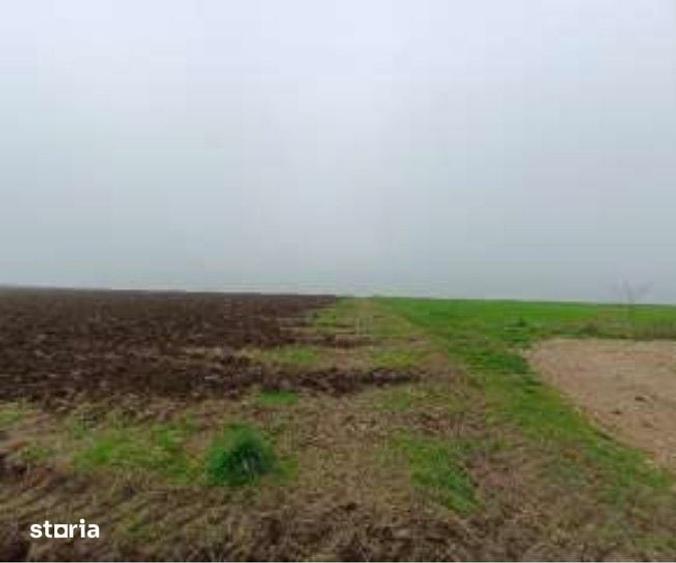 Teren de 15000 mp, în Limanu