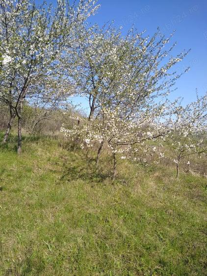 Teren de 700 mp, în Vlădiceni