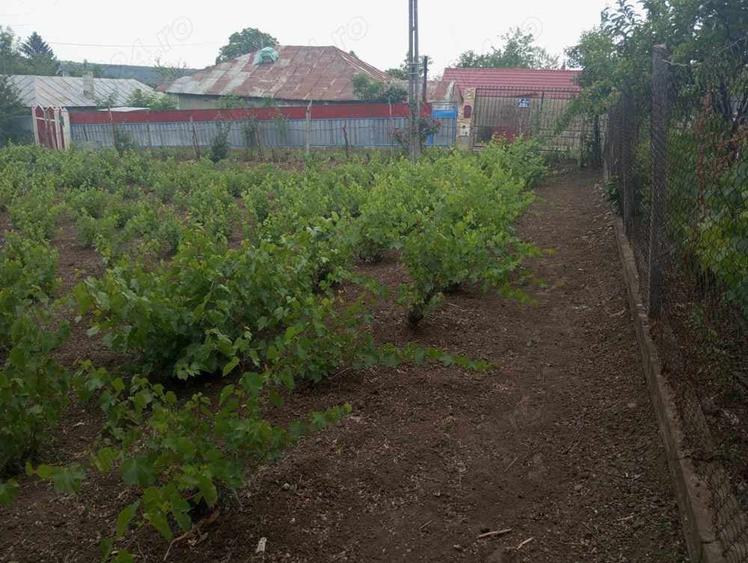 Teren de 1000 mp, în Pechea