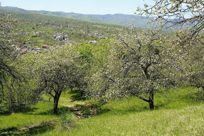 Teren de 10000 mp, în Breb