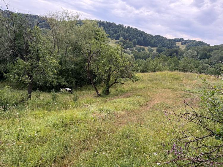 Teren de 2600 mp, în Drajna