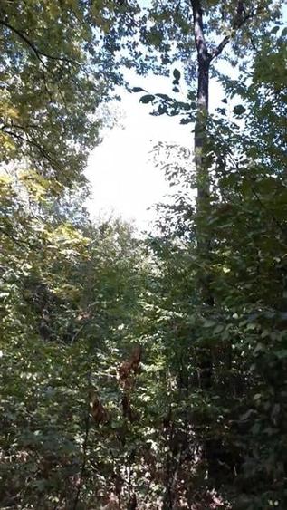 Teren agricol extravilan de 80000 mp, în Filipeștii de Pădure