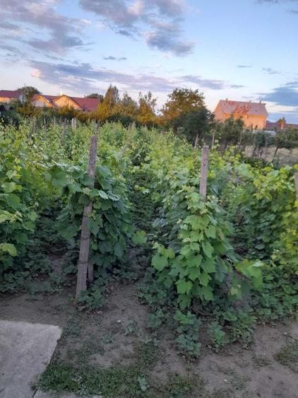 Casă cu 4 camere în Golești