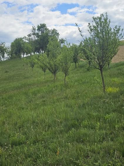 Teren de 50000 mp, în Sichevița