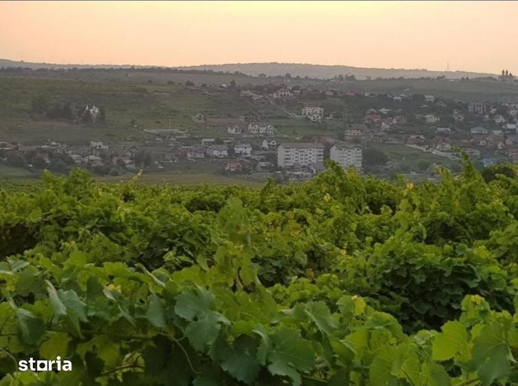 Teren de 1600 mp, în Bârnova