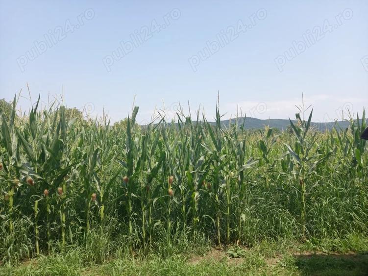 Teren de 2000 mp, în Chelmac