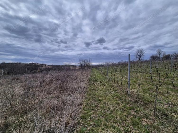 Teren de 5700 mp, în Iabalcea