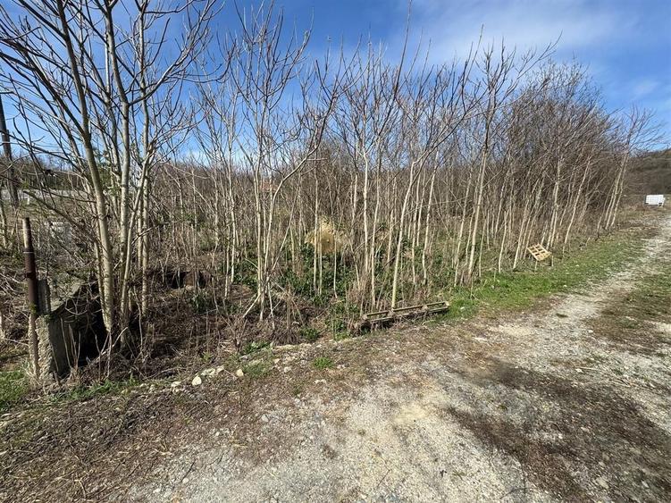 Teren Construcții intravilan de 11400 mp, în Corpadea