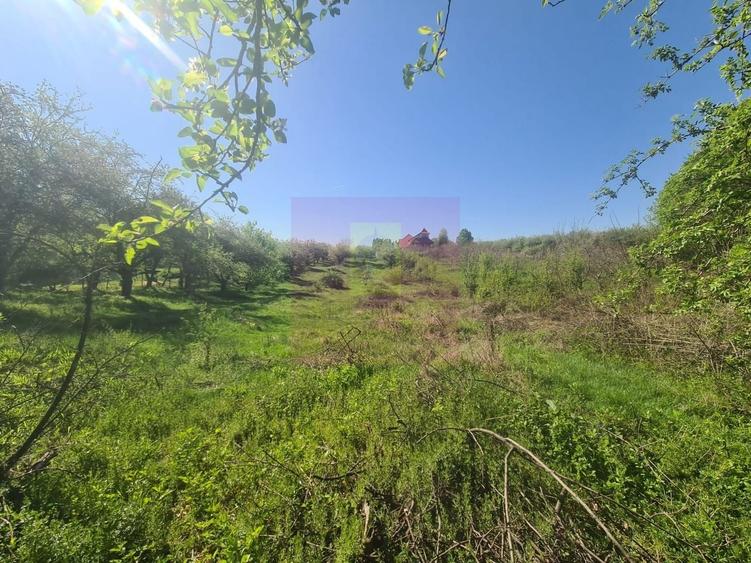 Teren Construcții intravilan de 2500 mp, în Voila