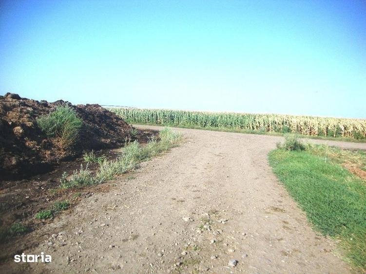 Teren de 5000 mp, în Amaru