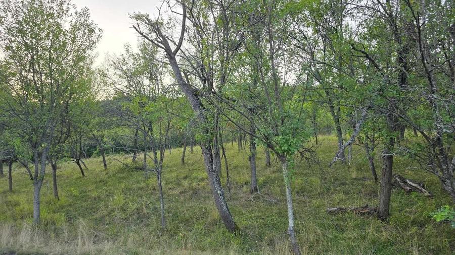 Teren de 7547 mp, în Ulieș