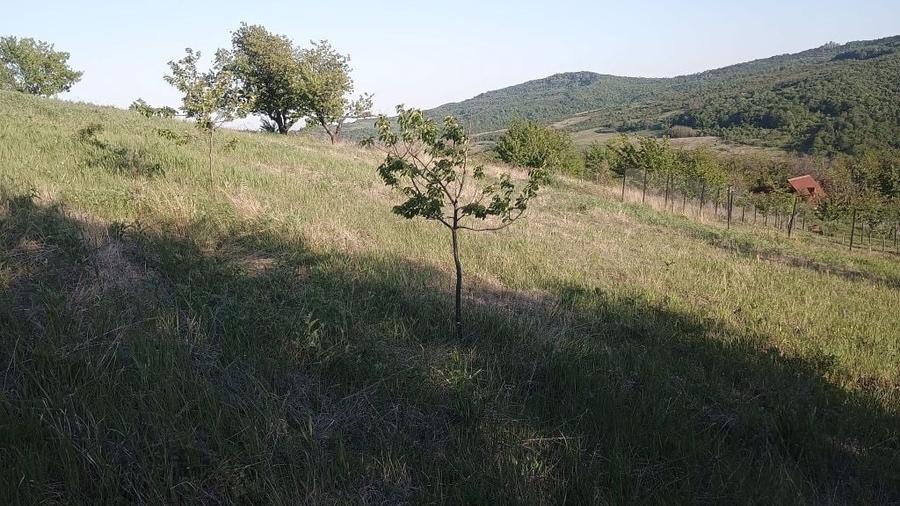Teren de 1420 mp, în Chicerea