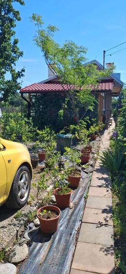 Casă cu 2 camere cu Teren 1080 Mp în Breaza