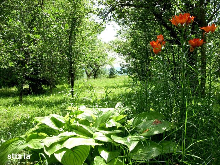Teren de 14000 mp, în Mihai Viteazu