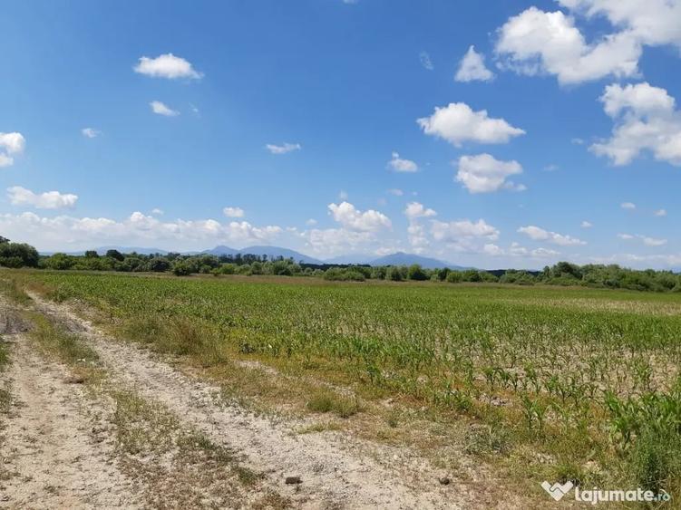 Teren agricol Podu Oltului la limita UAT Harman si UAT Prejmer 1,5 euro mp - 5