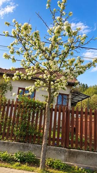 Casă cu 2 camere în Căpușu Mare