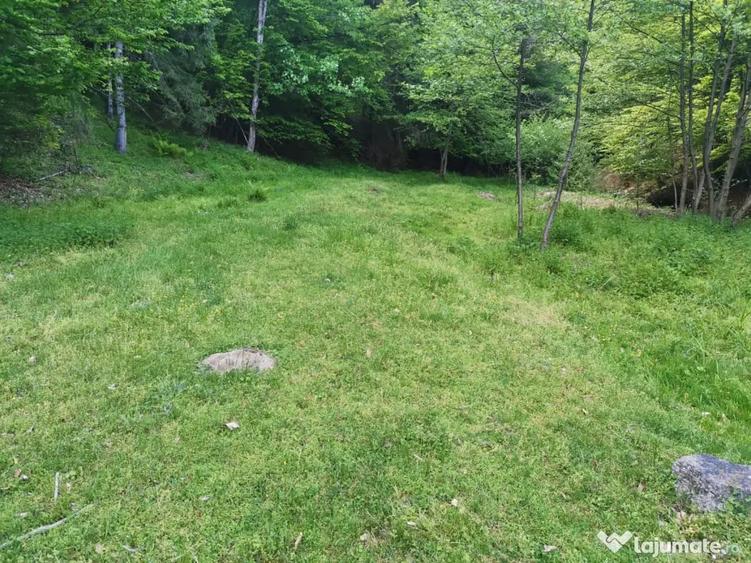 Teren de 14000 mp, în Pocruia