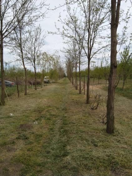 Teren în Gheorghe Lazăr