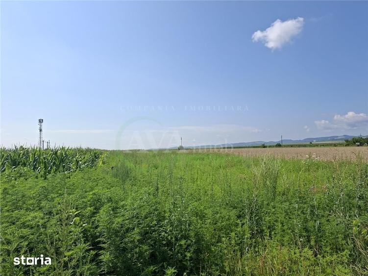Teren de 1600 mp, în Nicolae Bălcescu