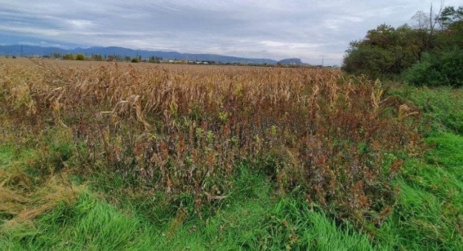 Teren agricol intravilan de 11791 mp, în Sântandrei