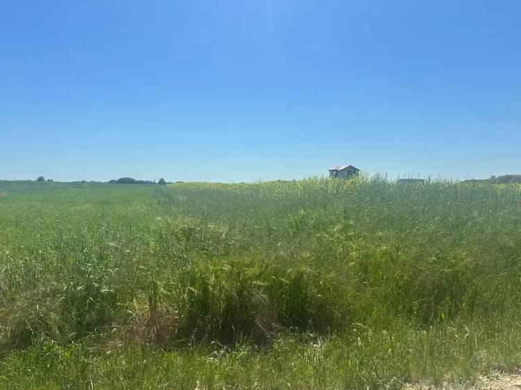Teren agricol intravilan de 500 mp, în Berceni