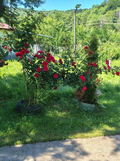 Vand Vila Toplita,Malureni - 8