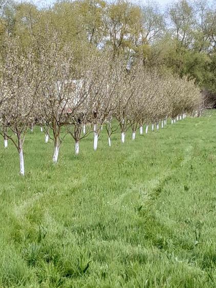 Teren agricol extravilan de 3900 mp, în Lunca Oltului