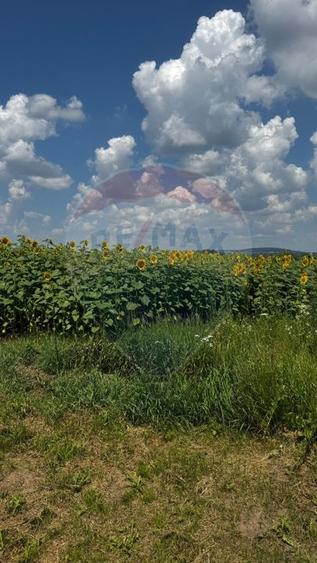 Teren agricol extravilan de 6000 mp, în Costâna