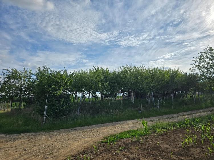 Teren de 2834 mp, în Fegernic