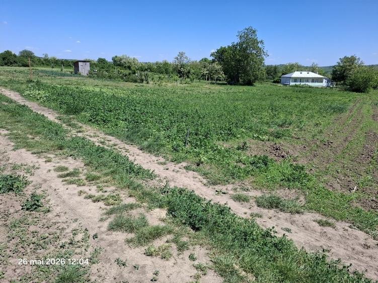 Teren de 1500 mp, în Trușești
