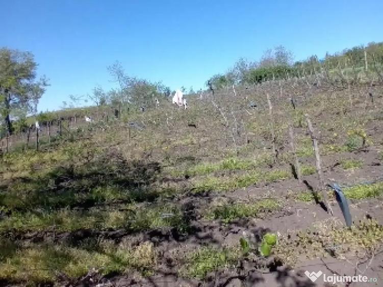 Teren de 2500 mp, în Trestiana